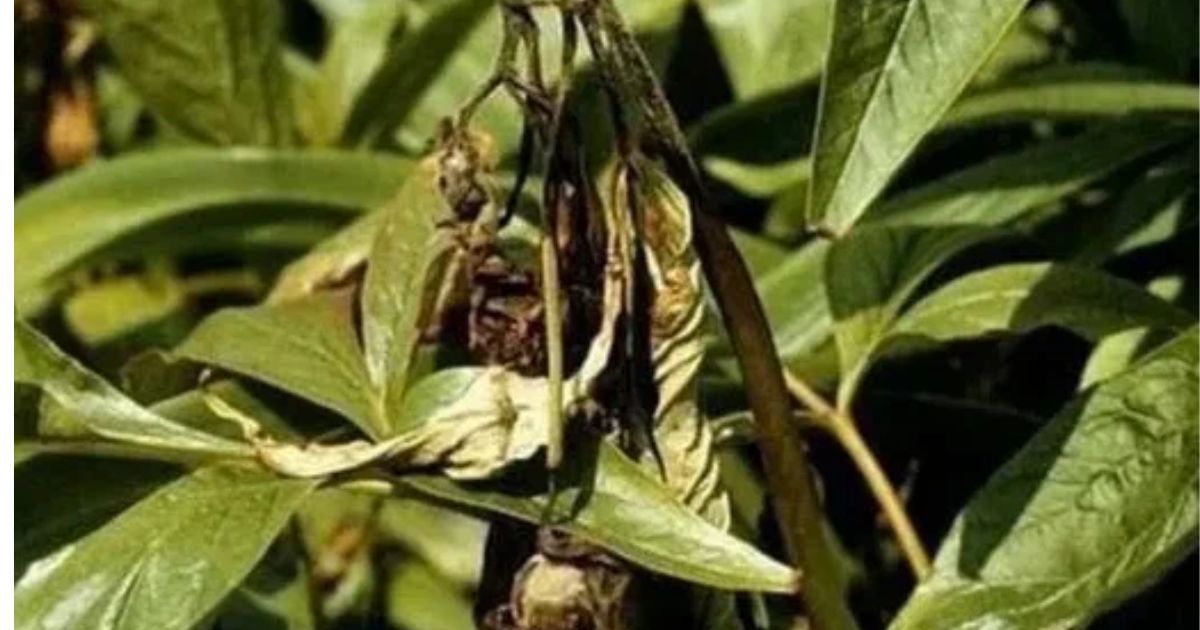 why are my peonies wilting