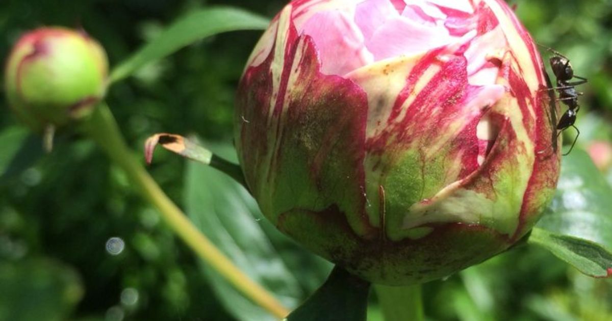 why are my peonies wilting