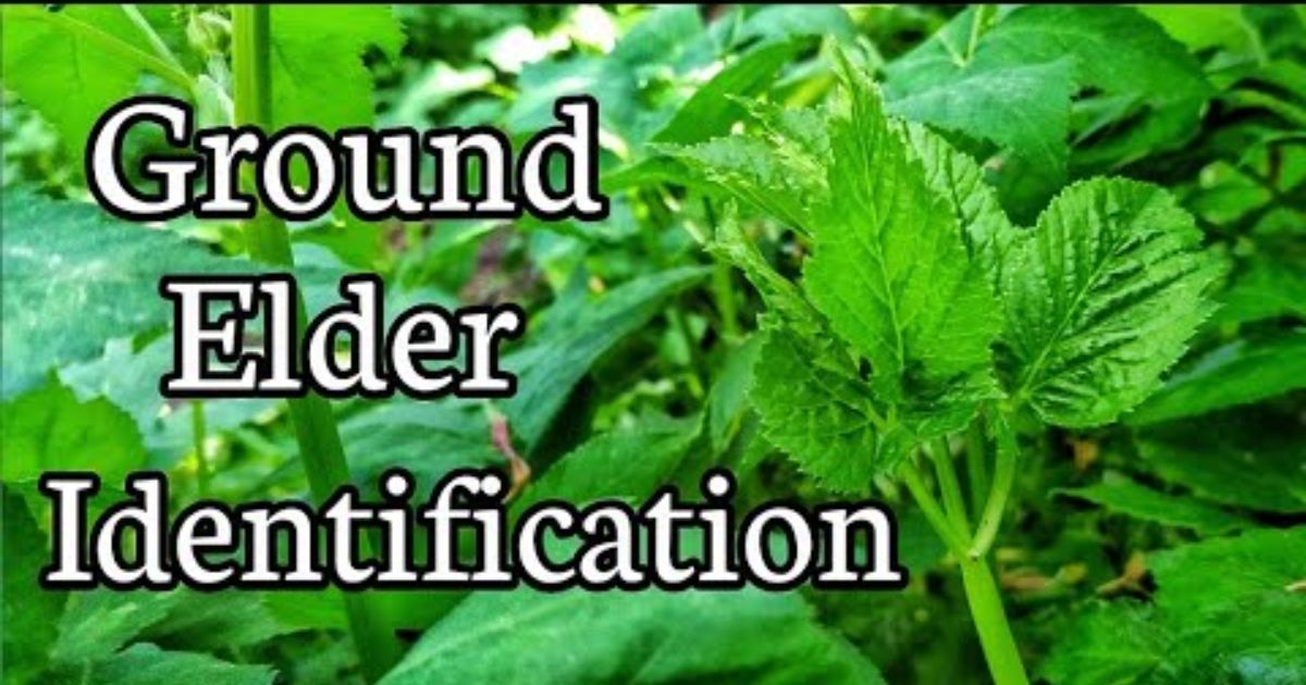 how to get rid of ground elder