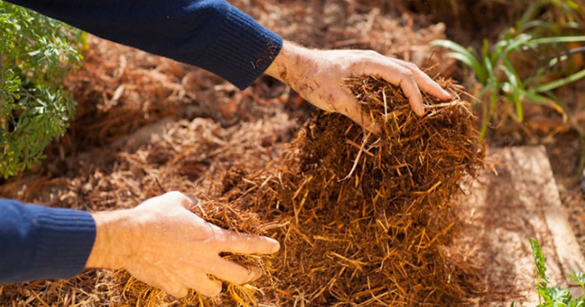 how to get rid of ground elder