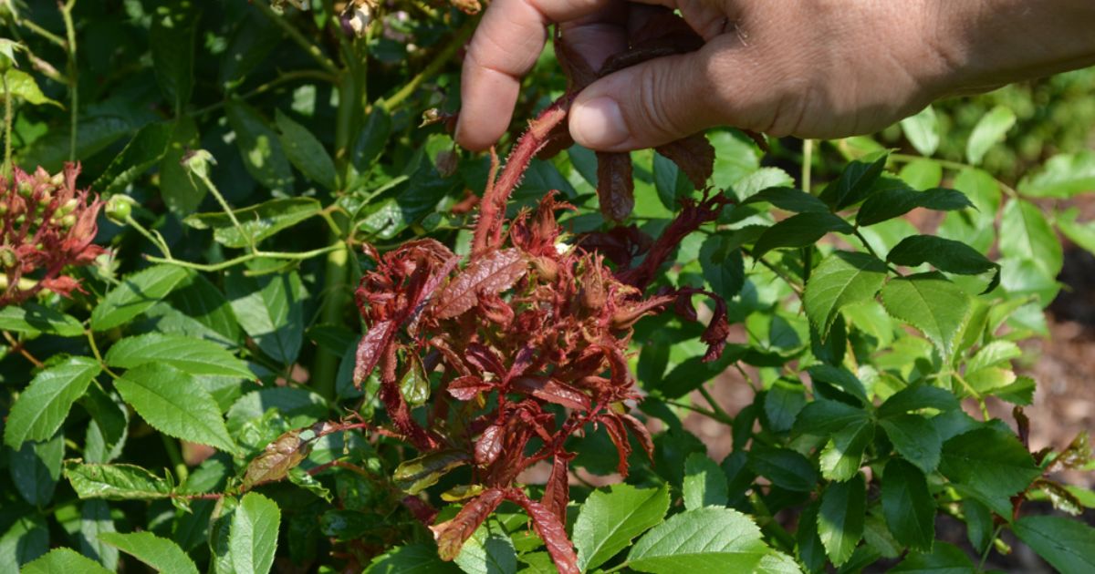 why is my rose bush dying