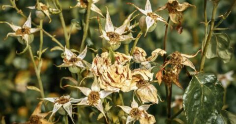 why is my rose bush dying