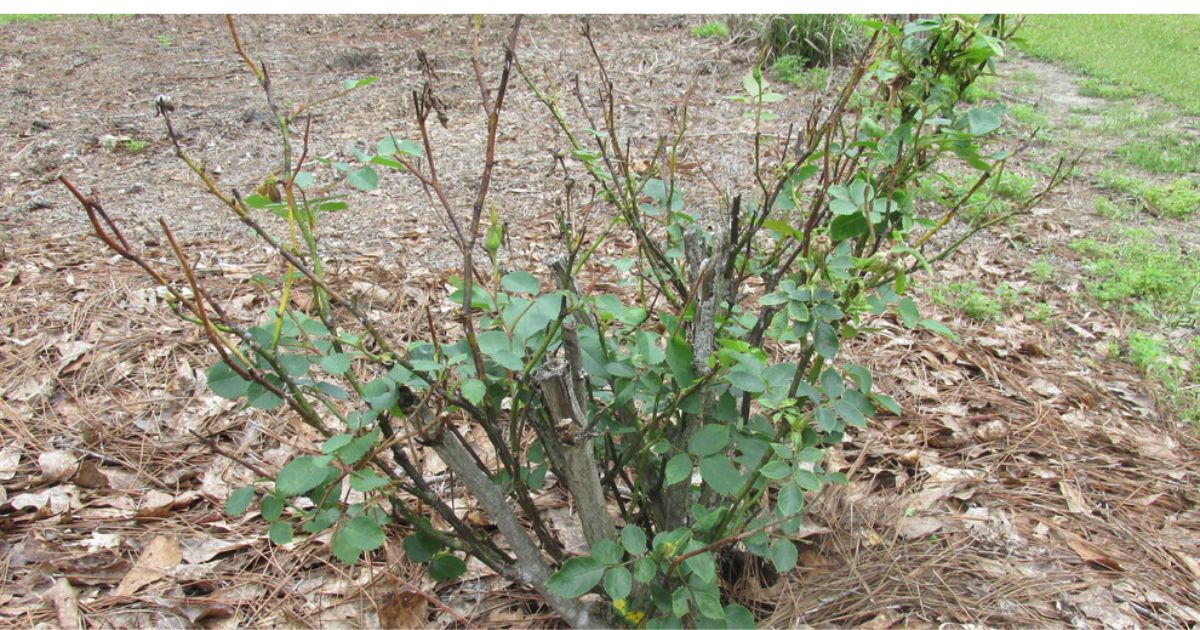 why is my rose bush dying