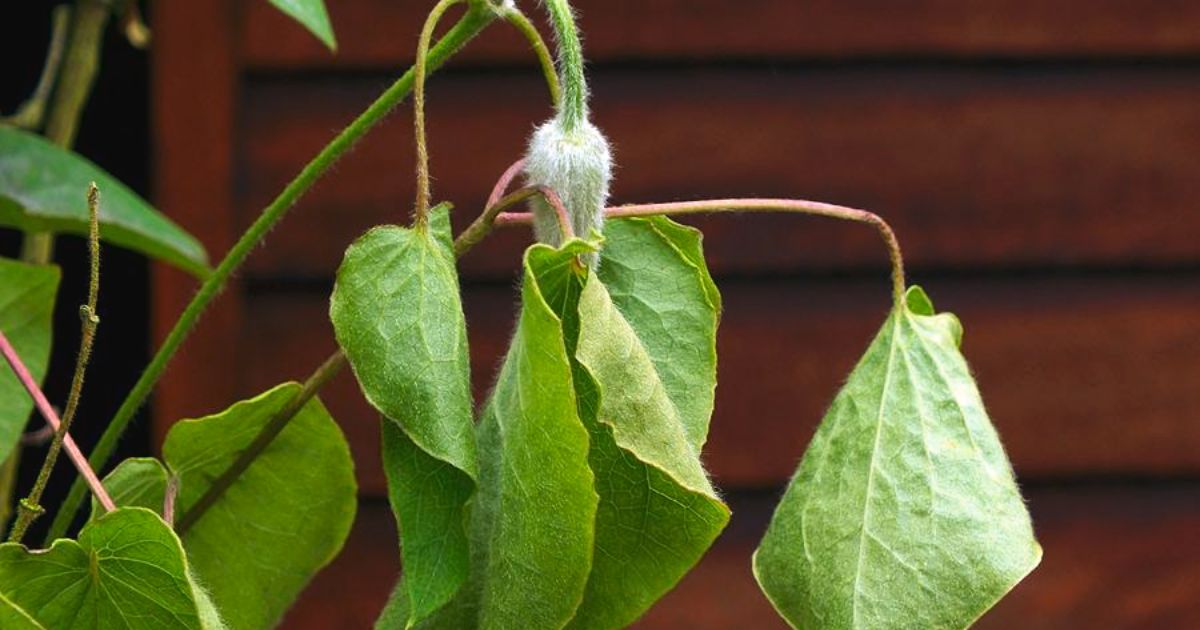 why is my clematis turning brown