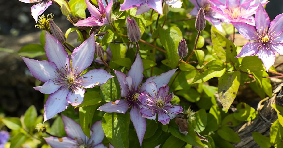 why is my clematis turning brown