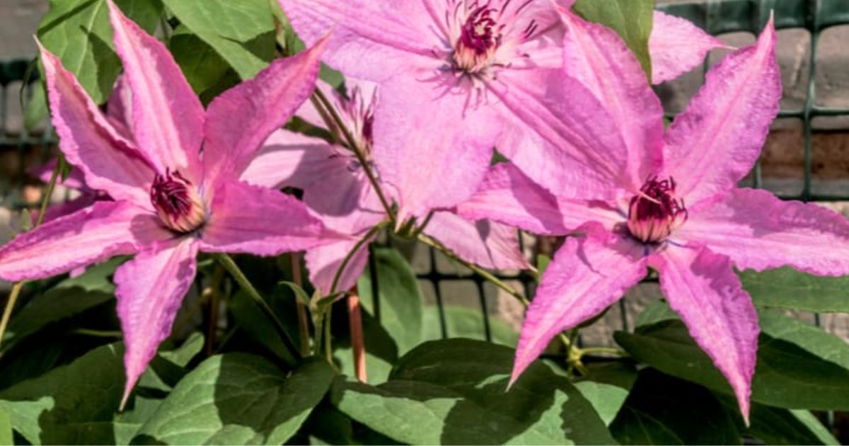 why is my clematis turning brown