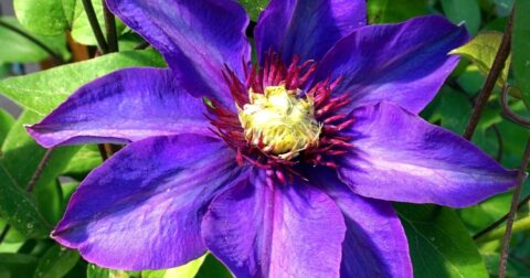 why is my clematis turning brown