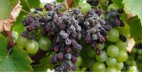 grape vine disease identification pictures
