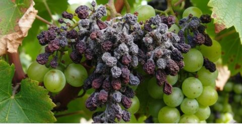 grape vine disease identification pictures