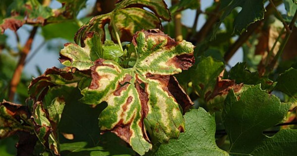 grape vine disease identification pictures