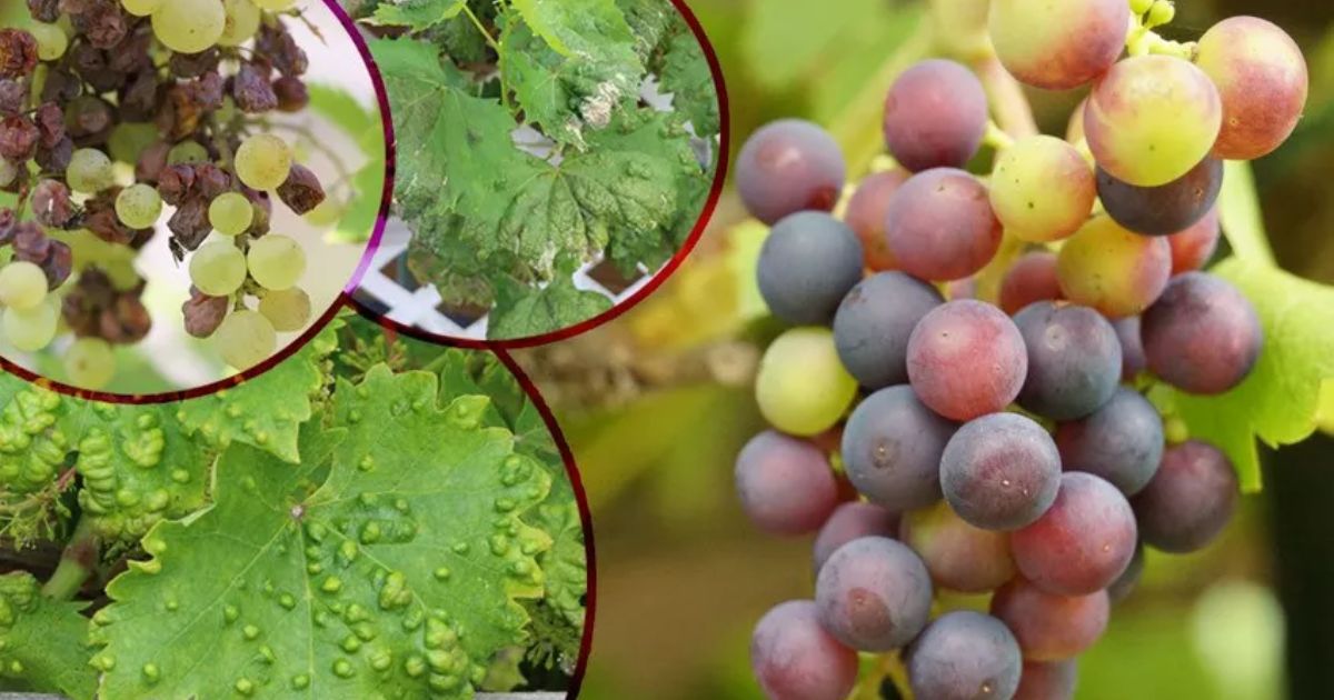 grape vine disease identification pictures