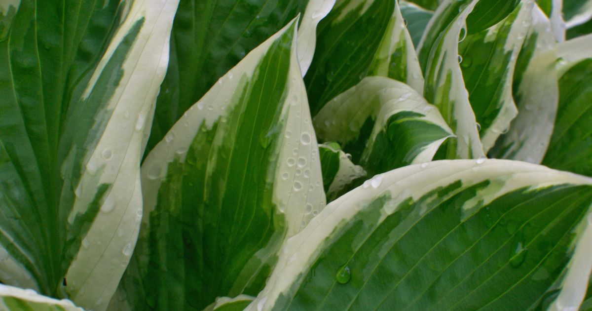 white patches on leaves of plants
