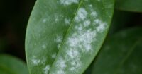 white patches on leaves of plants
