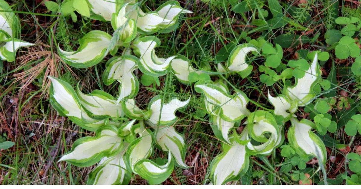 white patches on leaves of plants