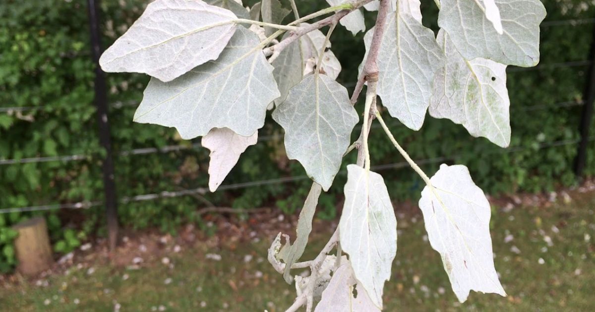 white patches on leaves of plants