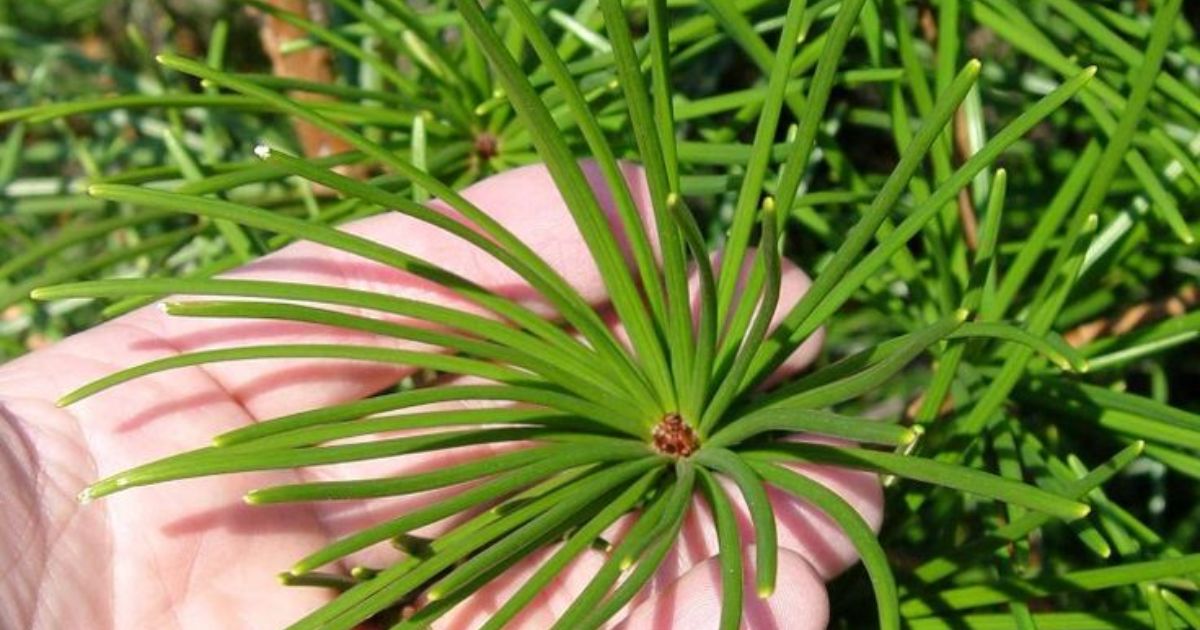 sciadopitys verticillata japanese umbrella pine