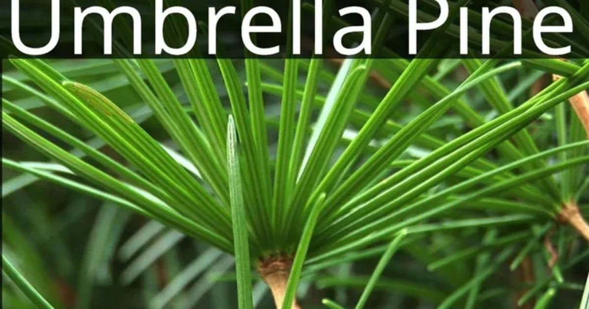 sciadopitys verticillata japanese umbrella pine