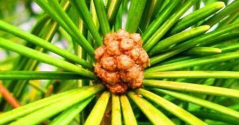 sciadopitys verticillata japanese umbrella pine