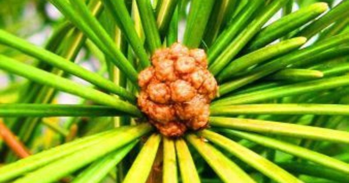 sciadopitys verticillata japanese umbrella pine