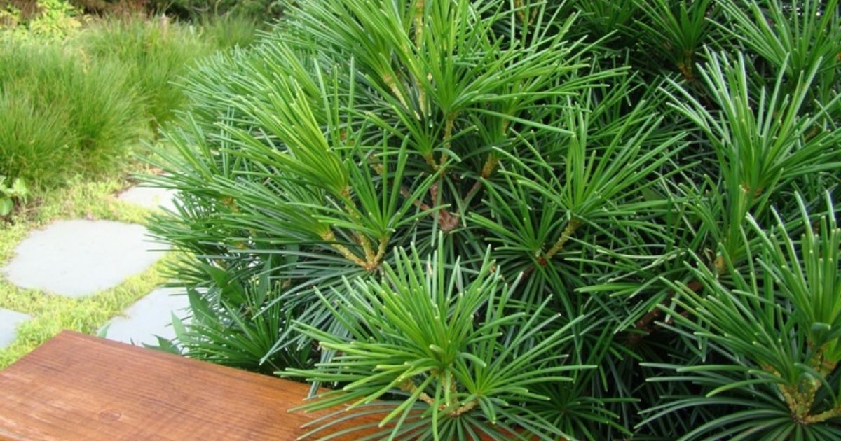 sciadopitys verticillata japanese umbrella pine