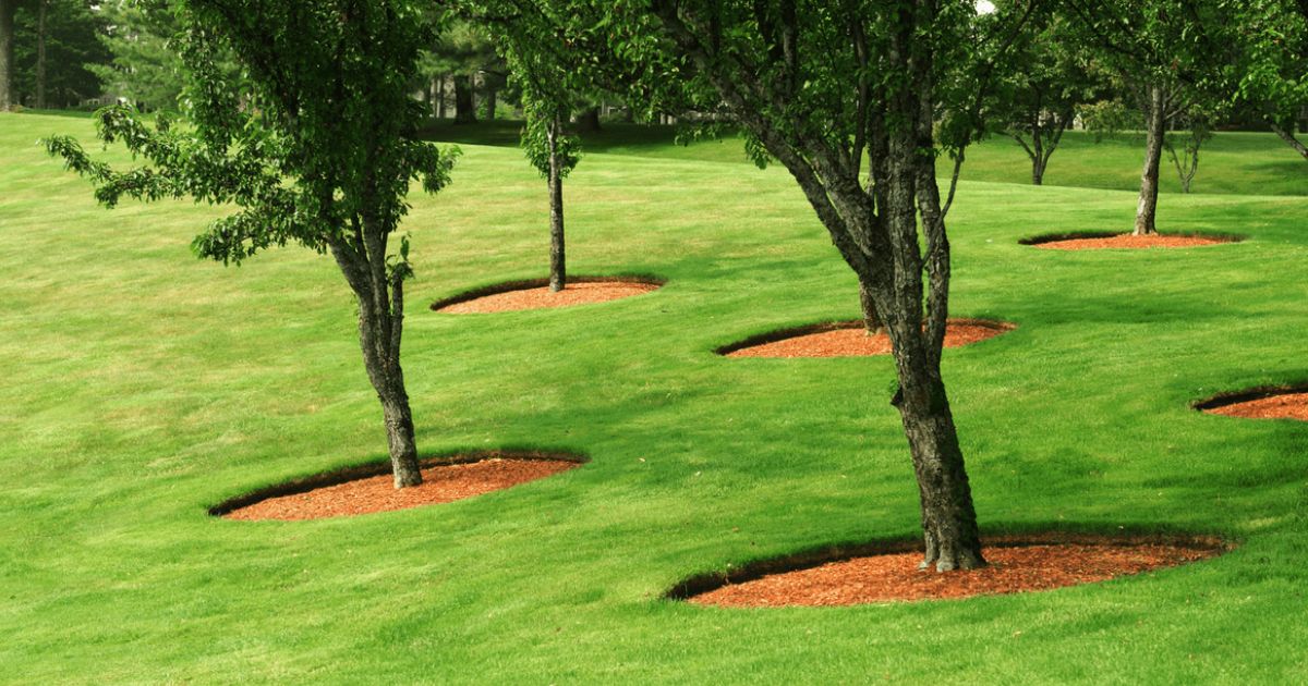 how to stake a tree that is leaning