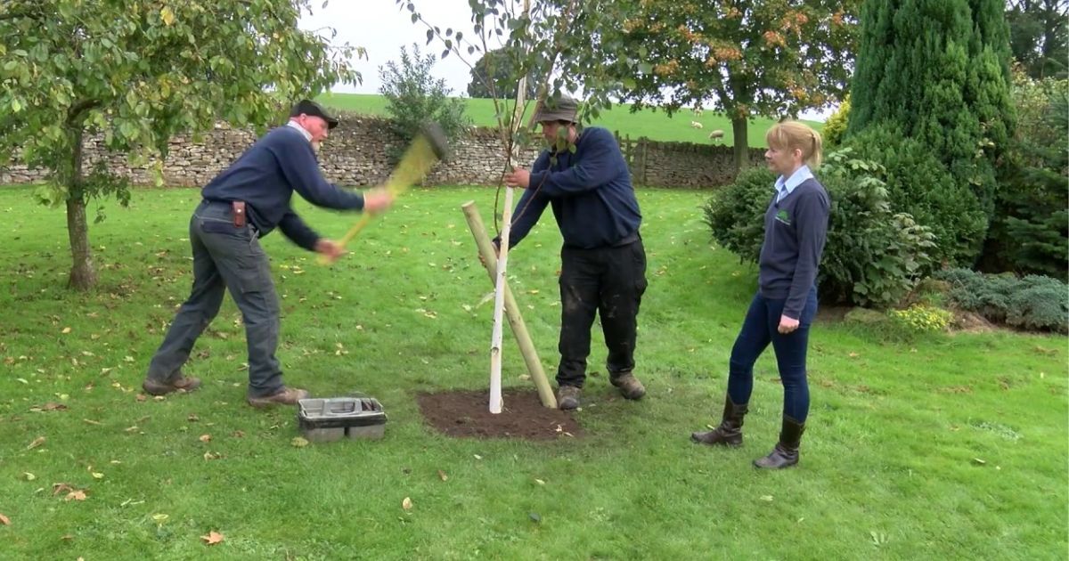 how to stake a tree that is leaning