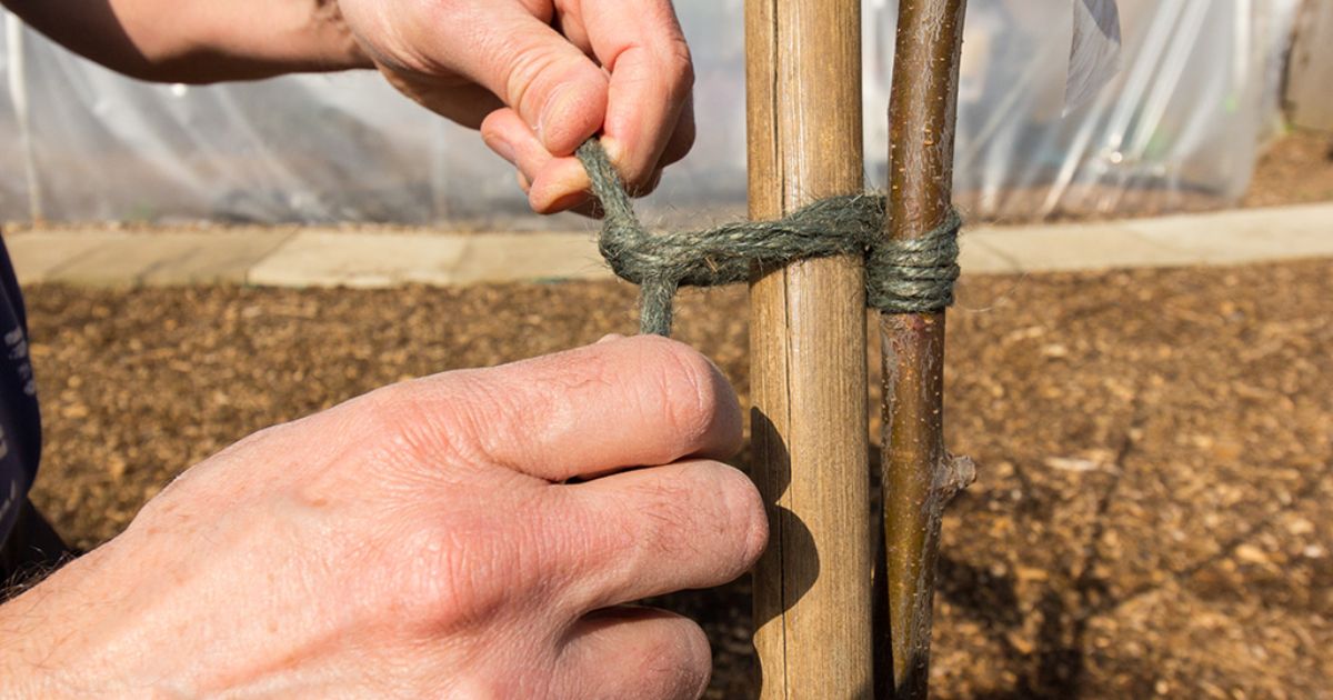how to stake a tree that is leaning