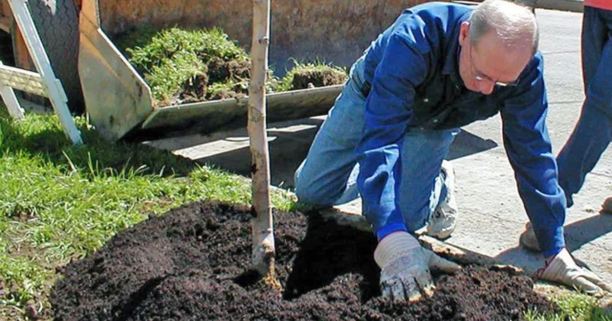 how do i plant trees