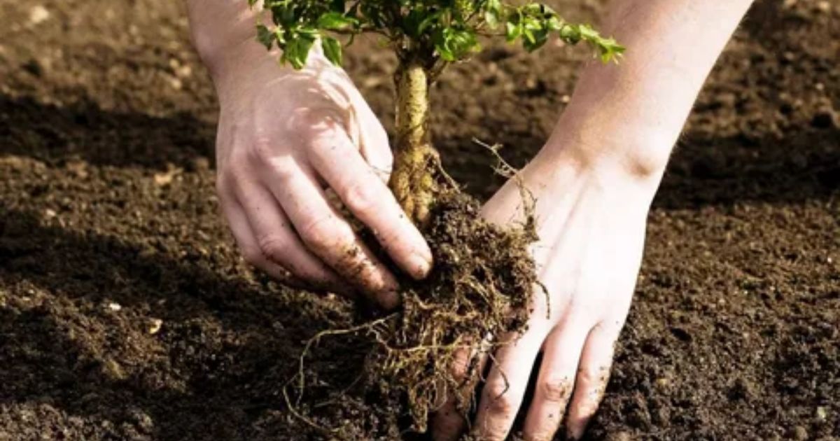 how do i plant trees