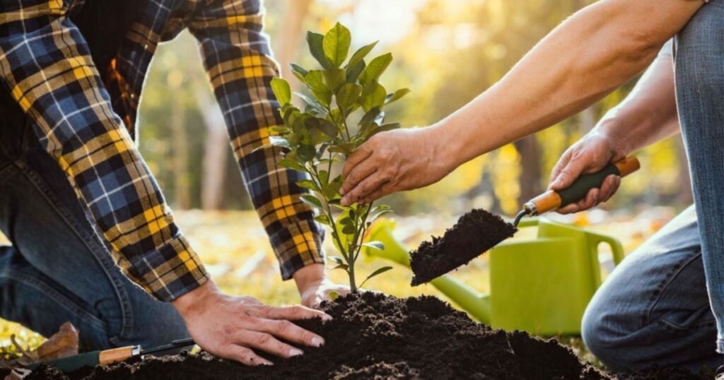 how do i plant trees