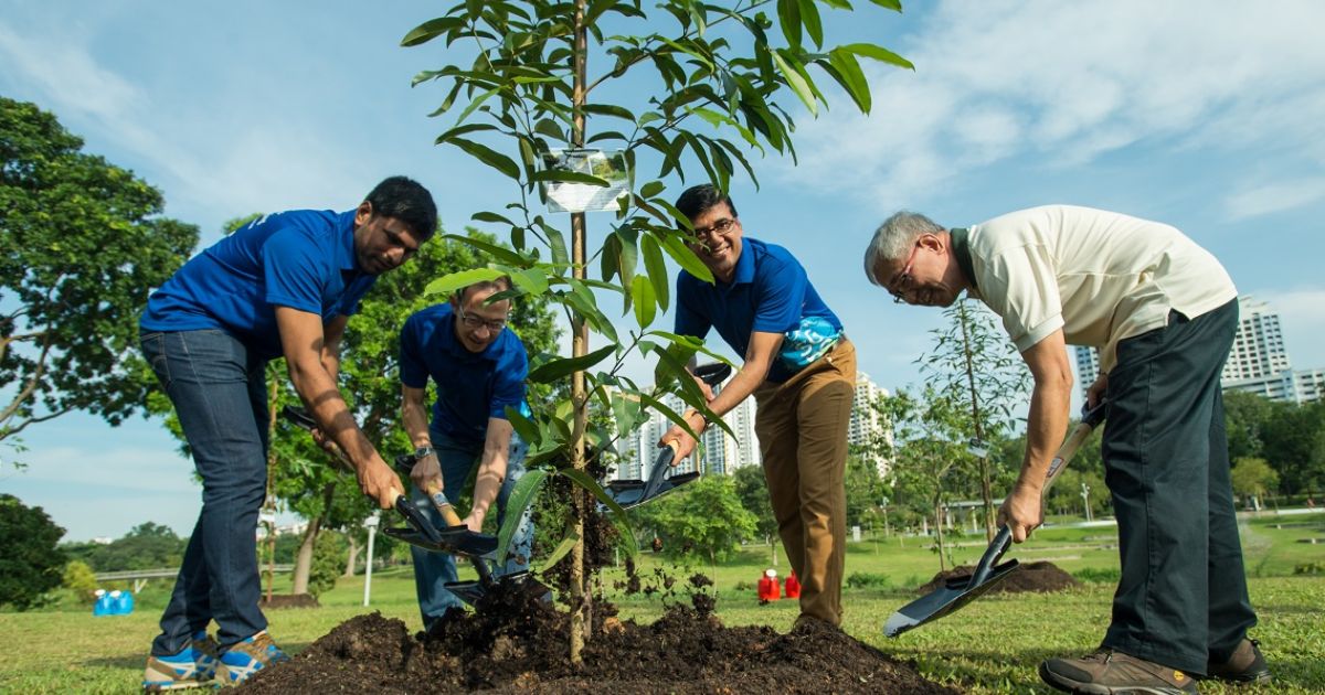 how do i plant trees