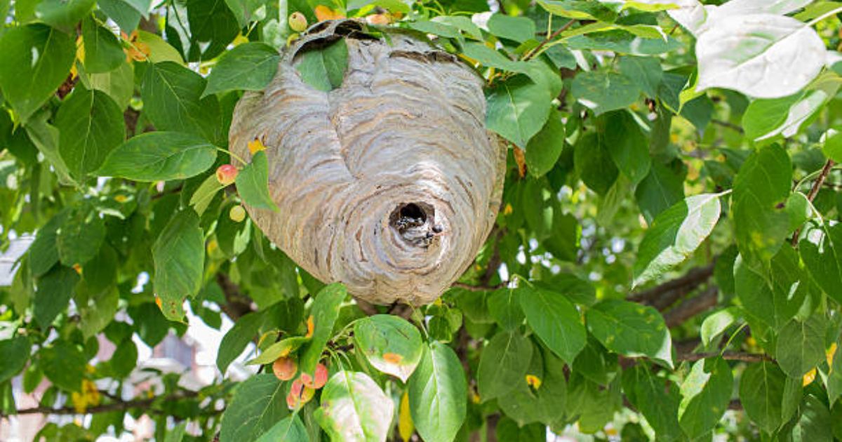 get rid of tree suckers