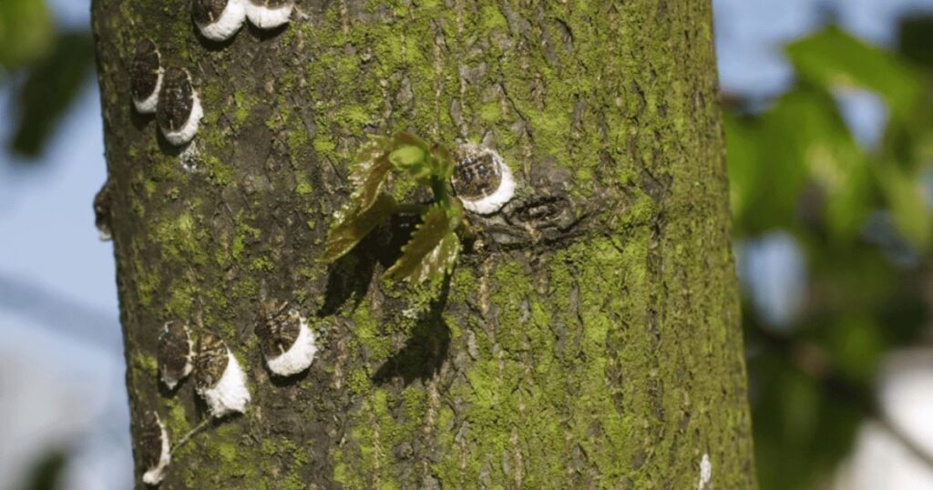 get rid of tree suckers