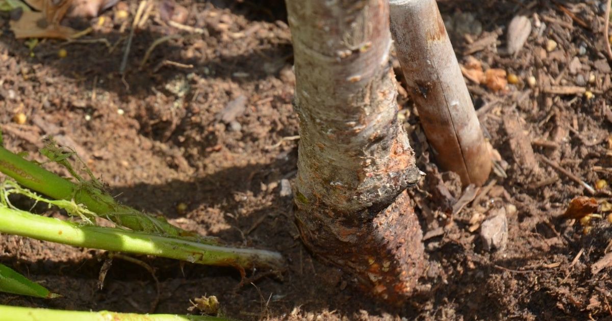 get rid of tree suckers