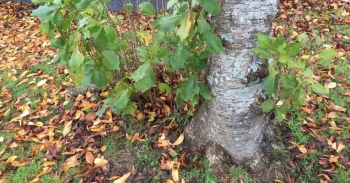 get rid of tree suckers