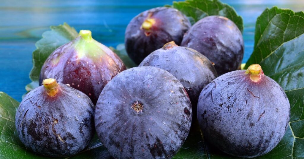 when are figs in season