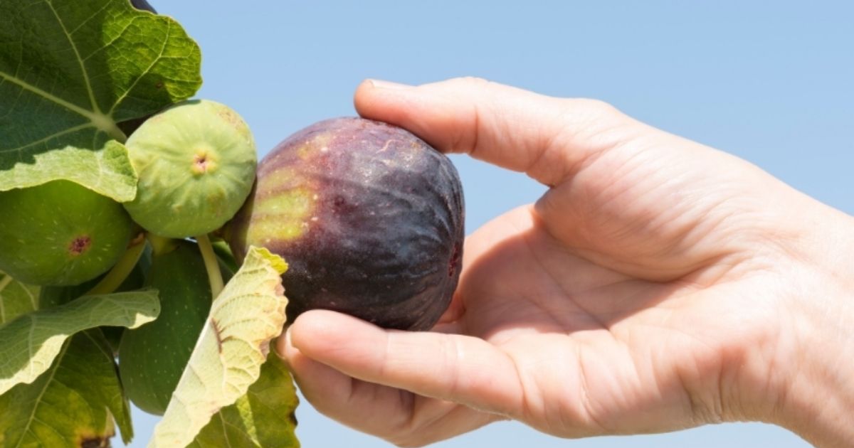 when are figs in season
