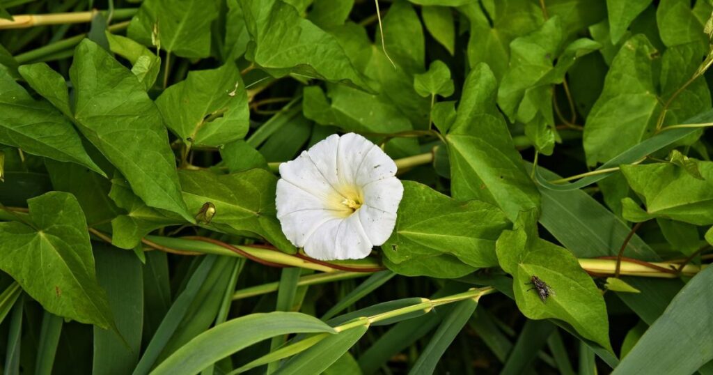 How to Spot Japanese Knotweed