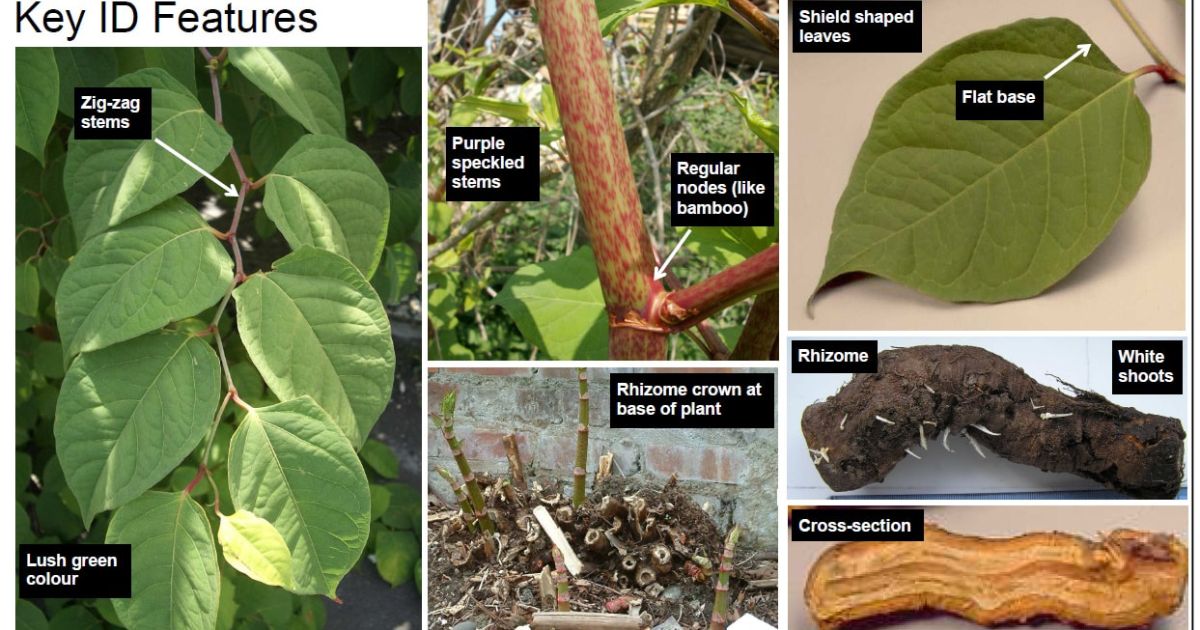 how to spot japanese knotweed