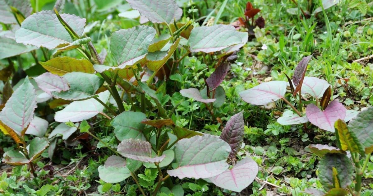 how to spot japanese knotweed