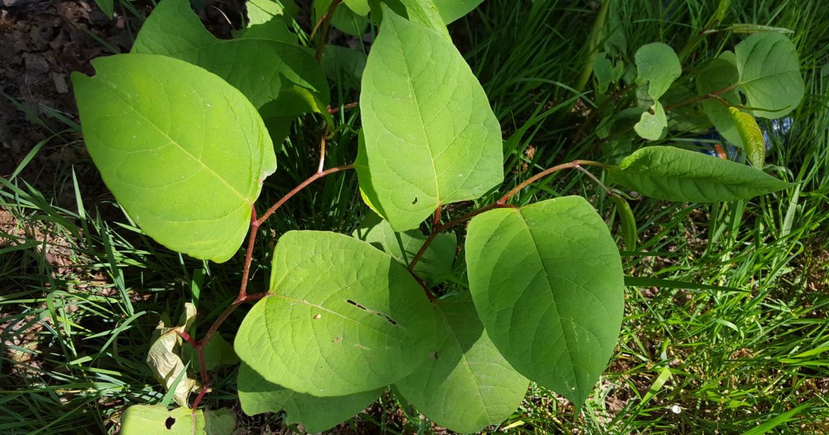how to spot japanese knotweed