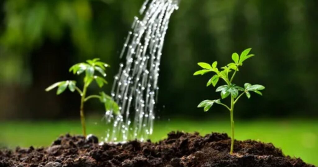 water plants with softened water