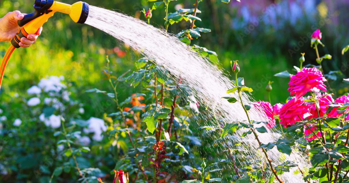 water plants with softened water