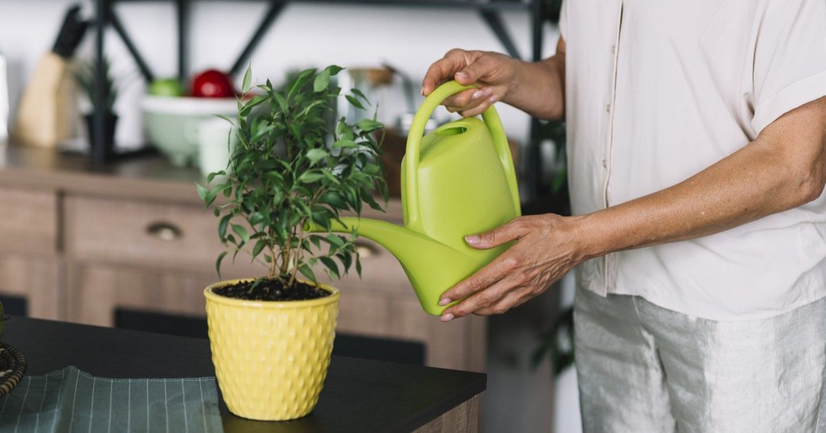 water plants with softened water