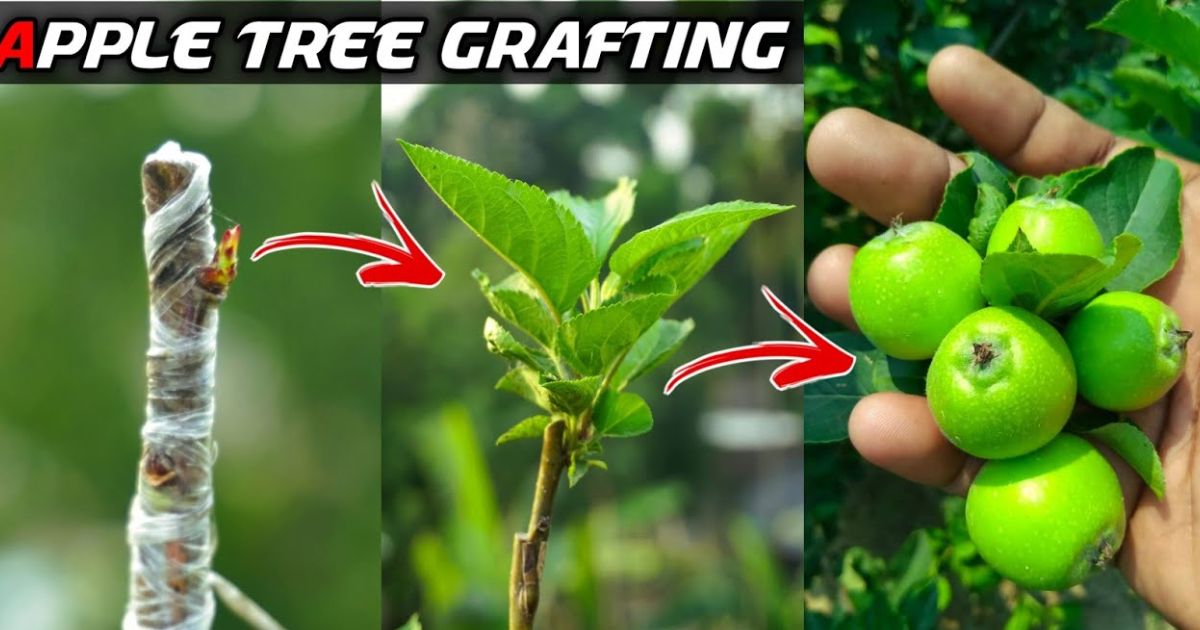 how do you graft an apple tree