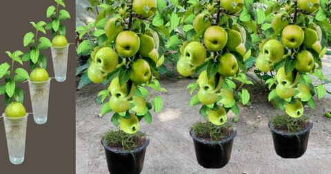 how do you graft an apple tree