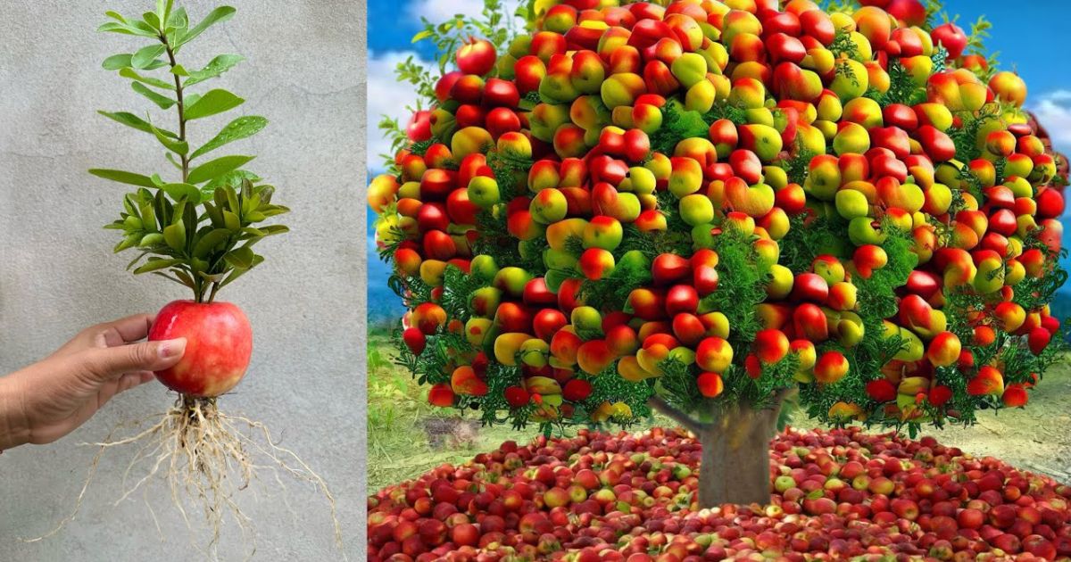 how do you graft an apple tree