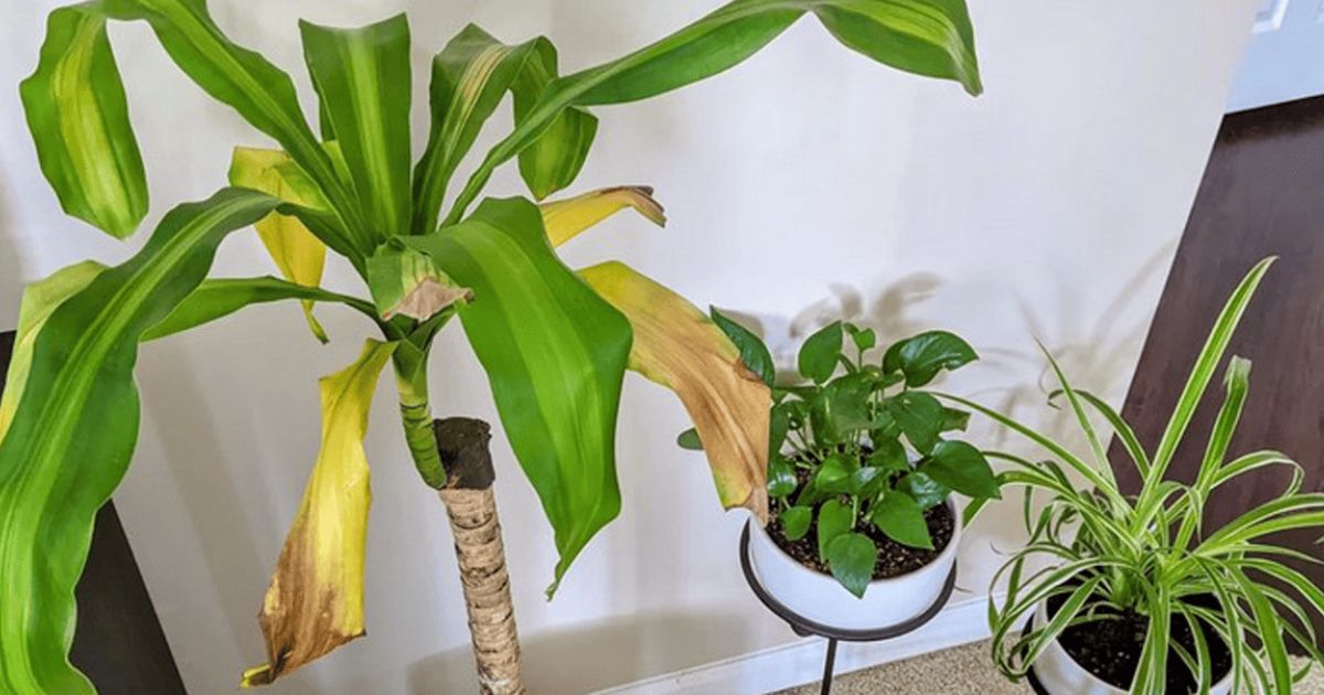 why is my plant turning yellow and brown