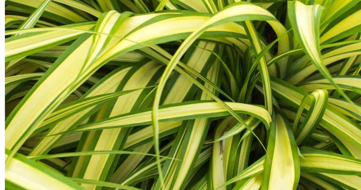 why is my plant turning yellow and brown