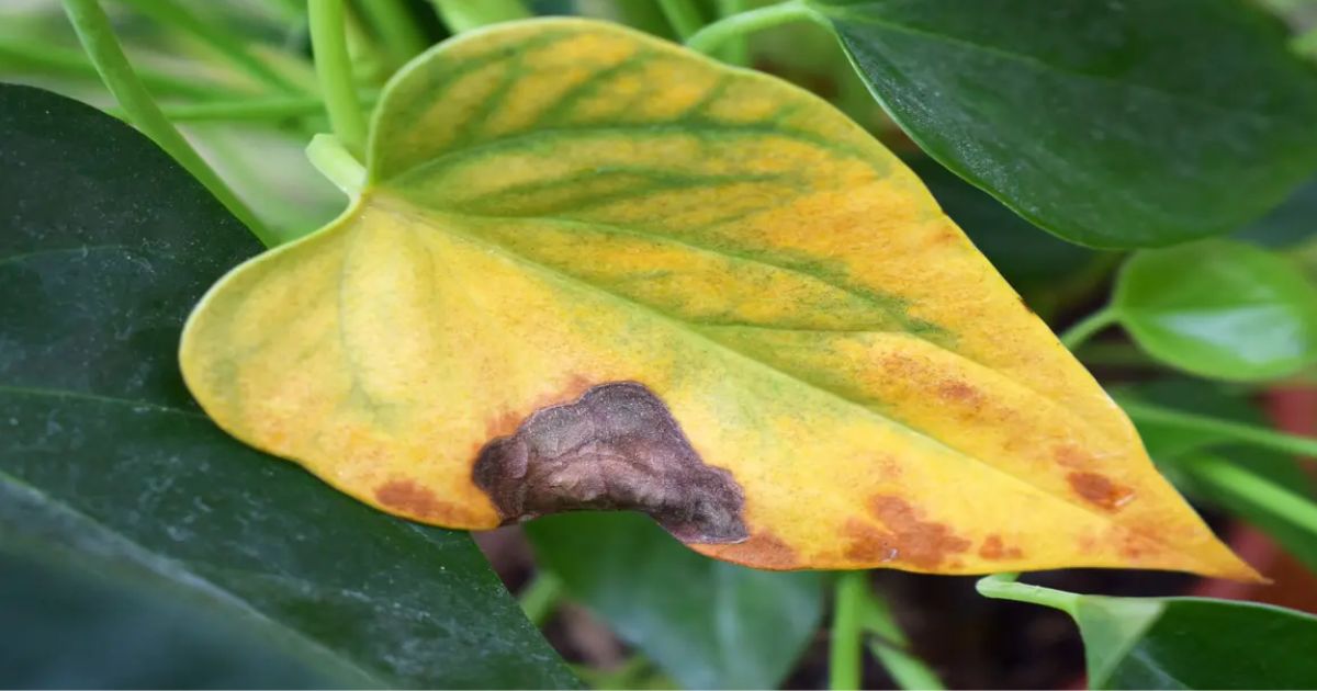 why is my plant turning yellow and brown